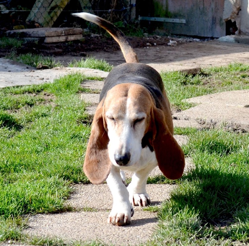 Publication : du cheval du marquet Auteur : elevage du cheval du marquet