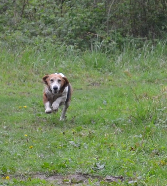 Publication : du cheval du marquet Auteur : elevage du cheval du marquet