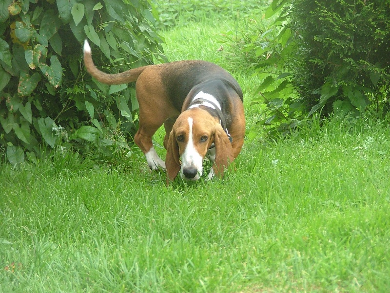 Publication : du cheval du marquet Auteur : elevage du cheval du marquet