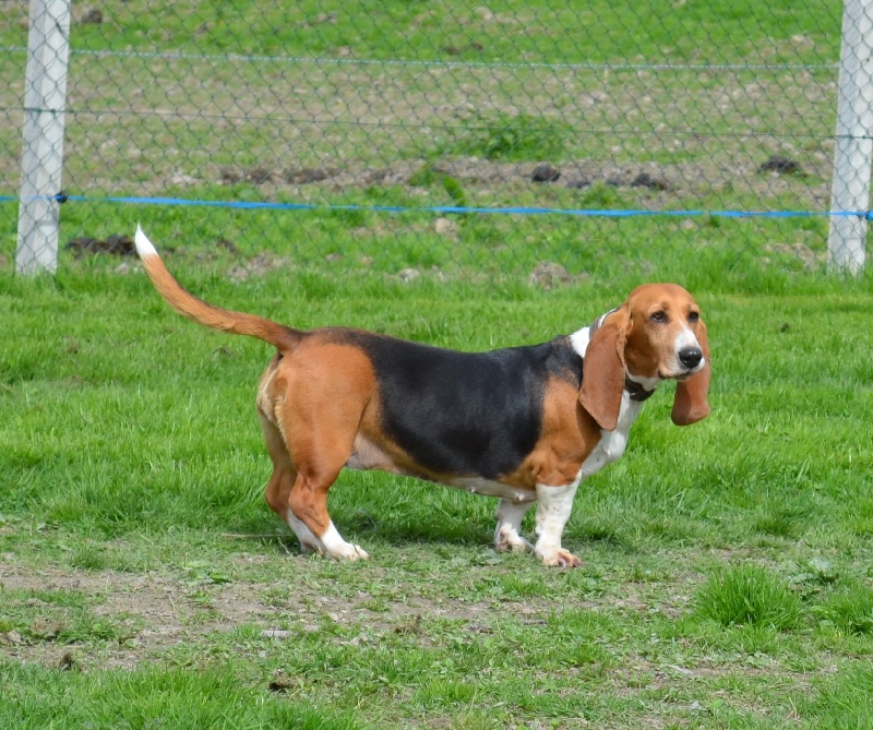 Publication : du cheval du marquet Auteur : elevage du cheval du marquet