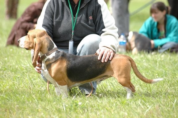 Publication : du cheval du marquet Auteur : elevage du cheval du marquet