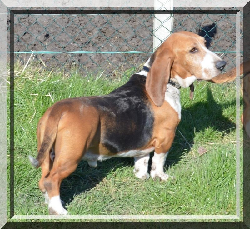 Publication : du cheval du marquet Auteur : elevage du cheval du marquet