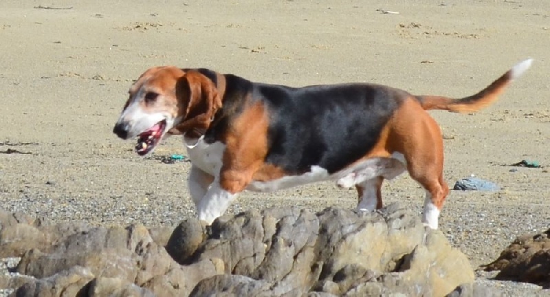 Publication : du cheval du marquet Auteur : elevage du cheval du marquet