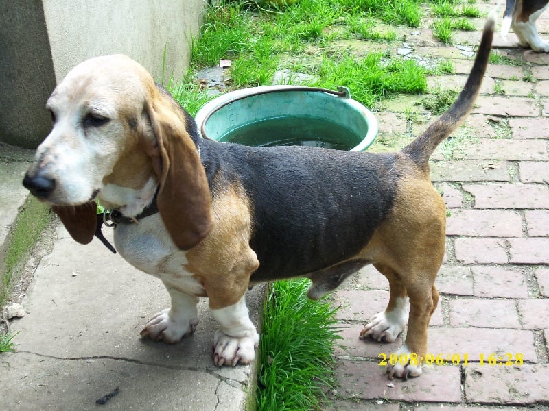 Publication : du cheval du marquet Auteur : ELEVAGE DU CHEVAL DU MARQUET