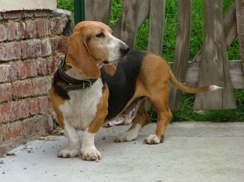 Publication : du cheval du marquet Auteur : ELEVAGE DU CHEVAL DU MARQUET