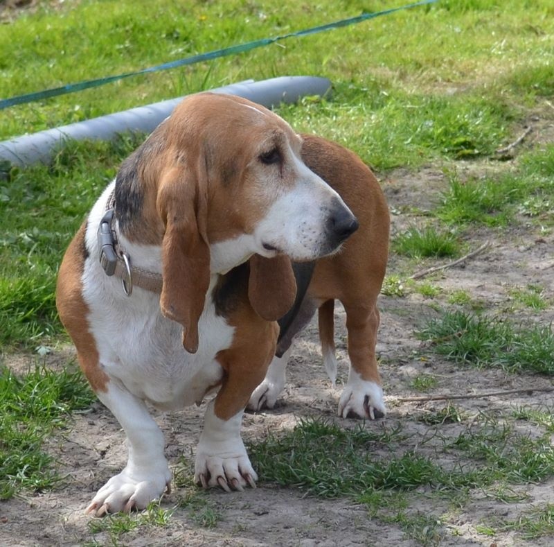 Publication : du cheval du marquet Auteur : elevage du cheval du marquet