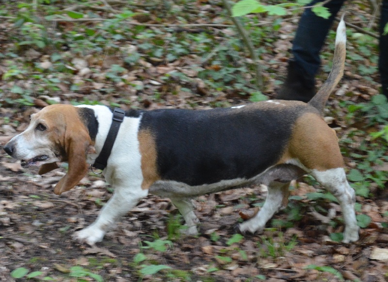 Publication : du cheval du marquet Auteur : elevage du cheval du marquet