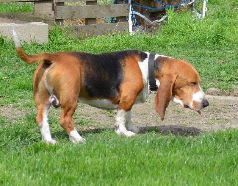 Publication : du cheval du marquet Auteur : elevage du cheval du marquet