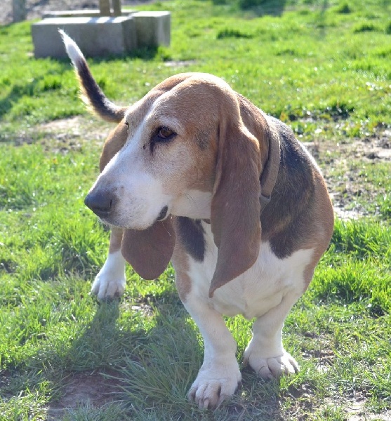 Publication : du cheval du marquet Auteur : elevage du cheval du marquet