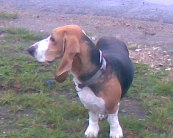 Publication : du cheval du marquet Auteur : Elevage du cheval du marquet