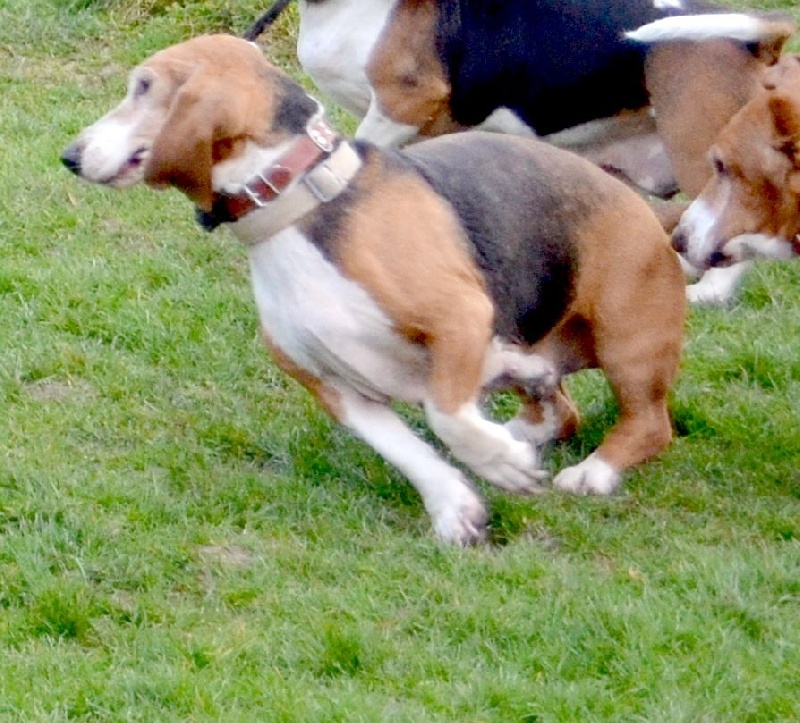 Publication : du cheval du marquet Auteur : elevage du cheval du marquet