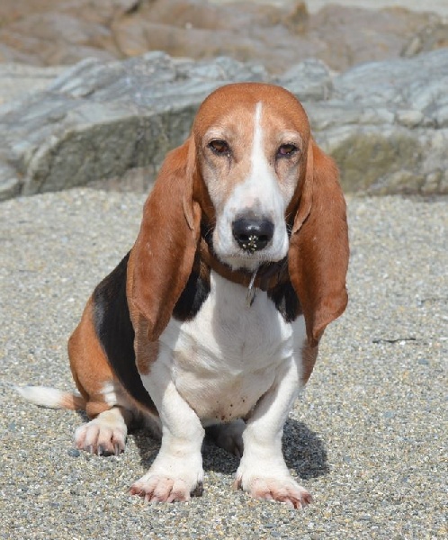 Publication : du cheval du marquet Auteur : elevage du cheval du marquet