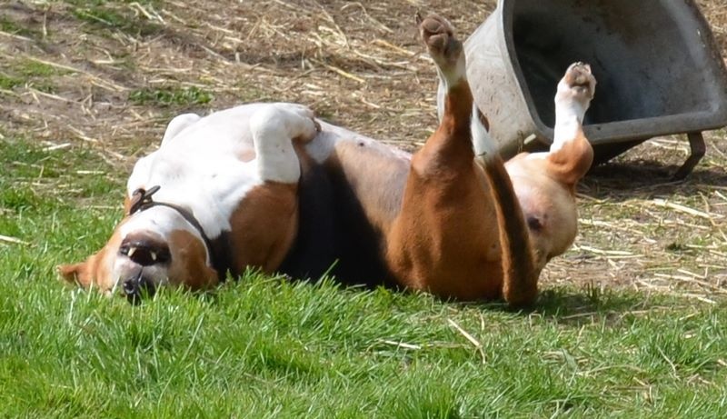 Publication : du cheval du marquet Auteur : elevage du cheval du marquet