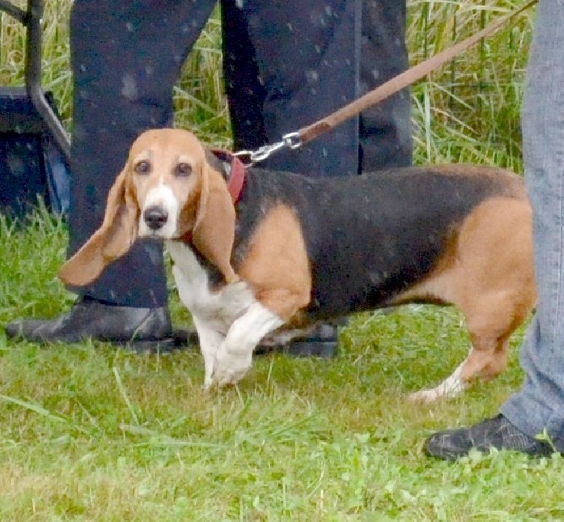 Publication : du cheval du marquet Auteur : elevage du cheval du marquet