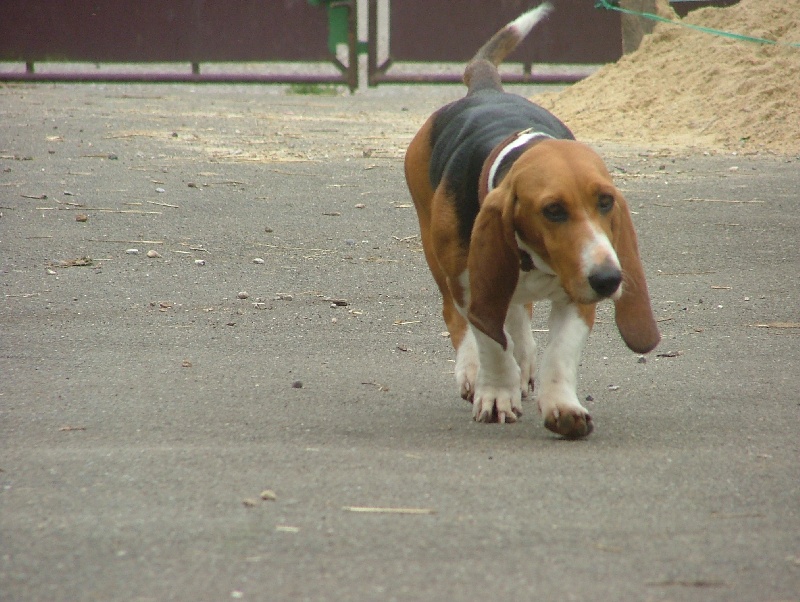 Publication : du cheval du marquet Auteur : elevage du cheval du marquet