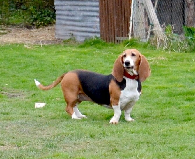 Publication : du cheval du marquet Auteur : elevage du cheval du marquet