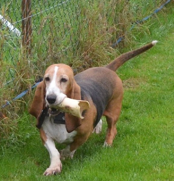 Publication : du cheval du marquet Auteur : elevage du cheval du marquet