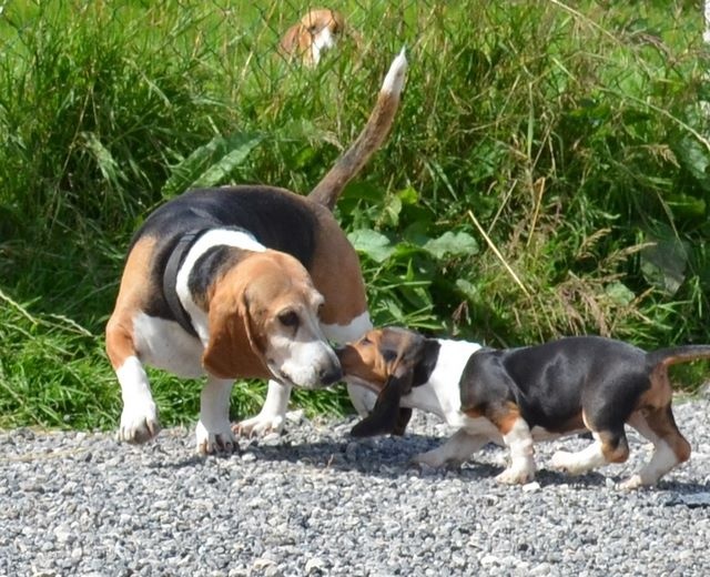 Publication : du cheval du marquet Auteur : elevage du cheval du marquet
