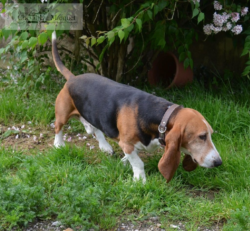 Publication : du cheval du marquet Auteur : elevage du cheval du marquet