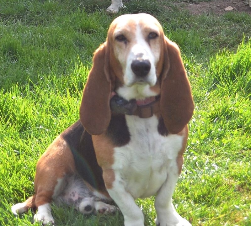 Publication : du cheval du marquet Auteur : elevage du cheval du marquet