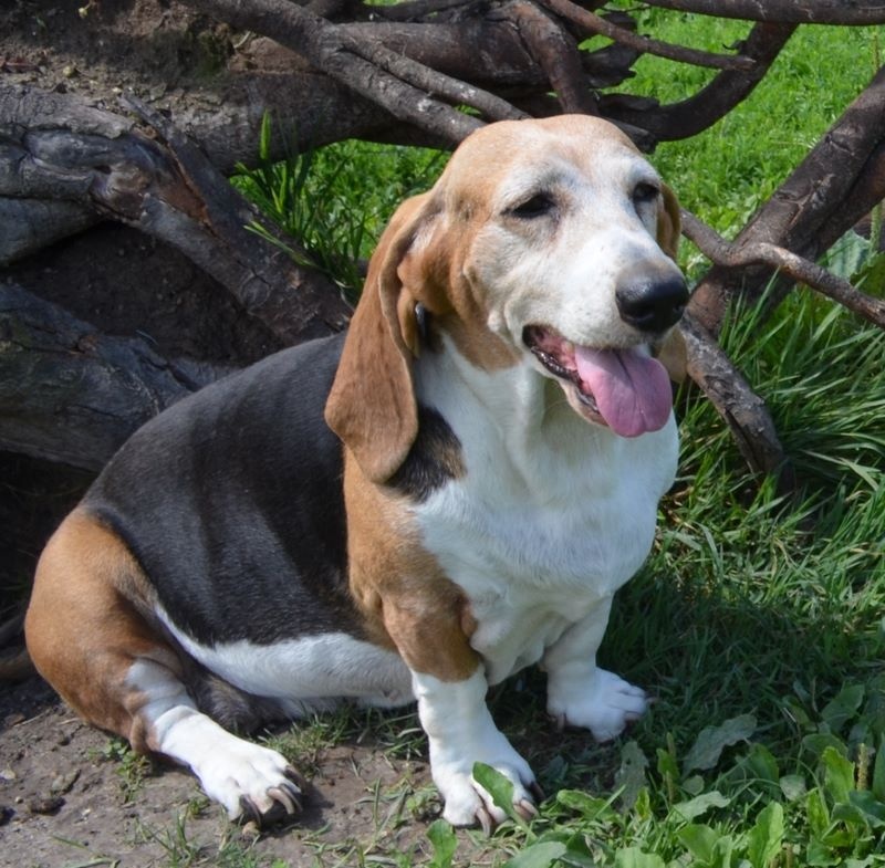Publication : du cheval du marquet Auteur : elevage du cheval du marquet