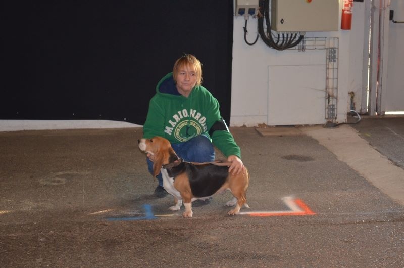 Publication : du cheval du marquet Auteur : elevage du cheval du marquet