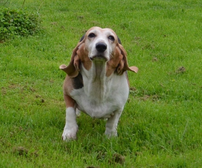 Publication : du cheval du marquet Auteur : elevage du cheval du marquet