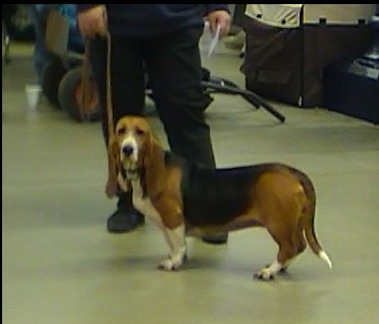 Publication : du cheval du marquet Auteur : elevage du cheval du marquet