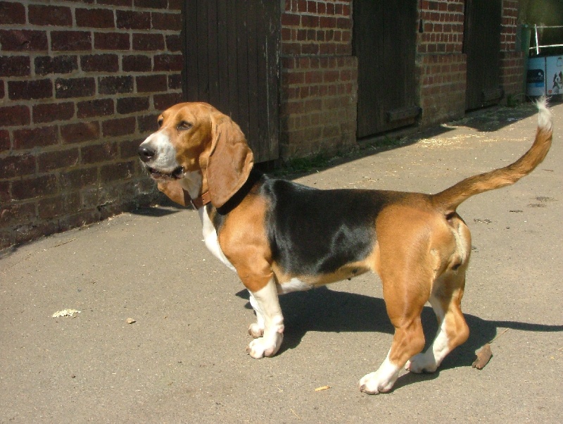 Publication : du cheval du marquet Auteur : elevage du cheval du marquet