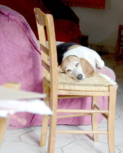 Publication : du cheval du marquet Auteur : elevage du cheval du marquet