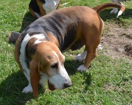 Publication : du cheval du marquet Auteur : elevage du cheval du marquet