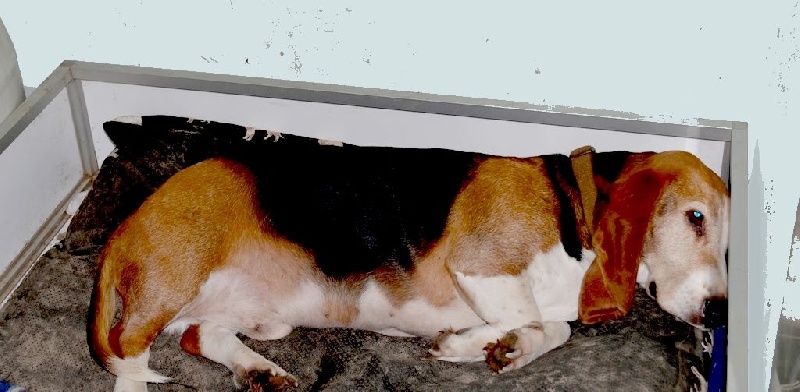 Publication : du cheval du marquet Auteur : elevage du cheval du marquet