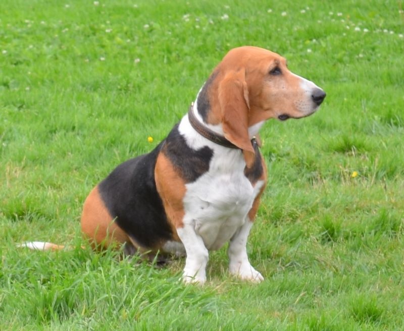 Publication : du cheval du marquet Auteur : elevage du cheval du marquet