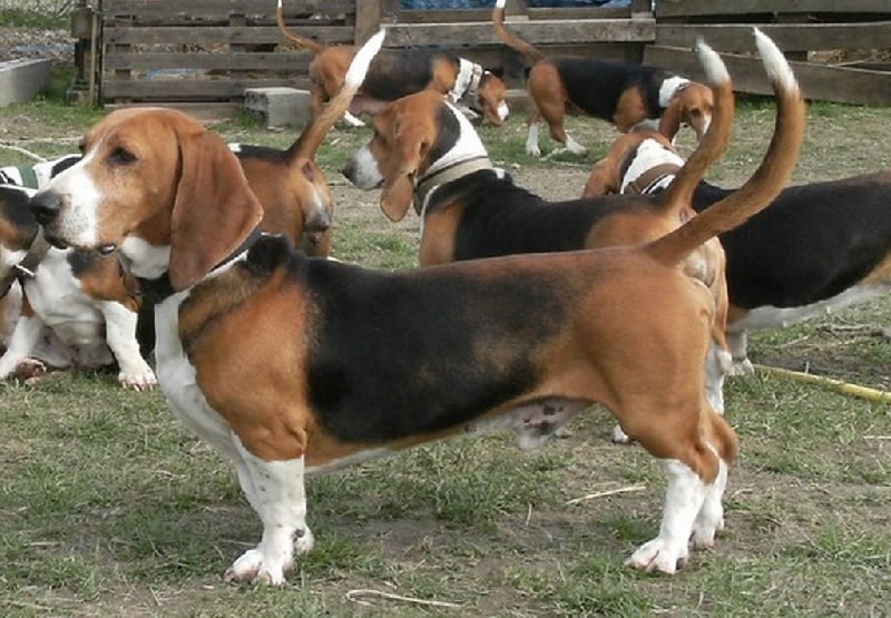 Publication : du cheval du marquet Auteur : elevage du cheval du marquet