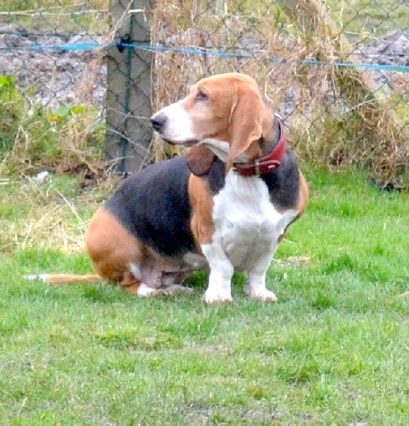 Publication : du cheval du marquet Auteur : elevage du cheval du marquet