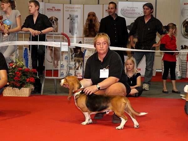 Publication : du cheval du marquet Auteur : elevage du cheval du marquet