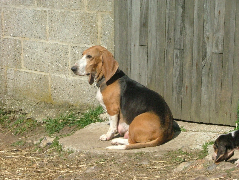 Publication : du cheval du marquet Auteur : Elevage du cheval du marquet