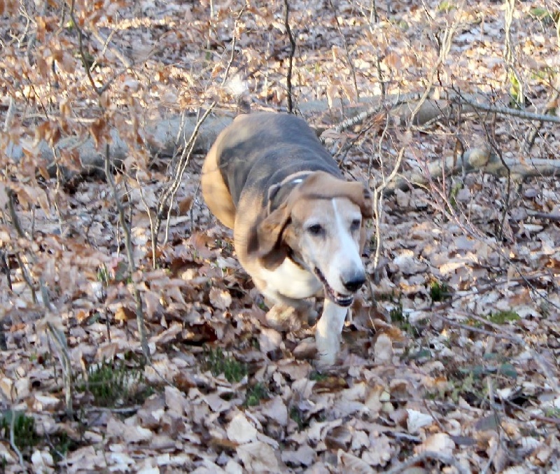 Publication : du cheval du marquet Auteur : elevage du cheval du marquet