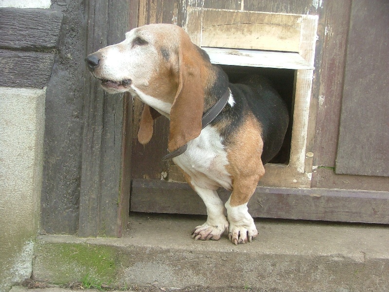 Publication : du cheval du marquet Auteur : ELEVAGE DU CHEVAL DU MARQUET