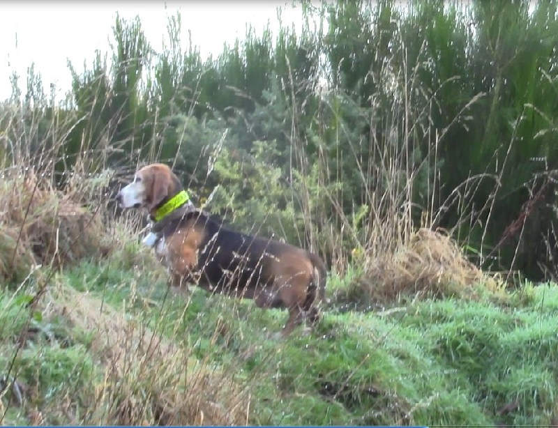 Publication : du cheval du marquet Auteur : elevage du cheval du marquet