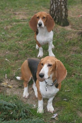 Publication : du cheval du marquet Auteur : Elevage du cheval du marquet
