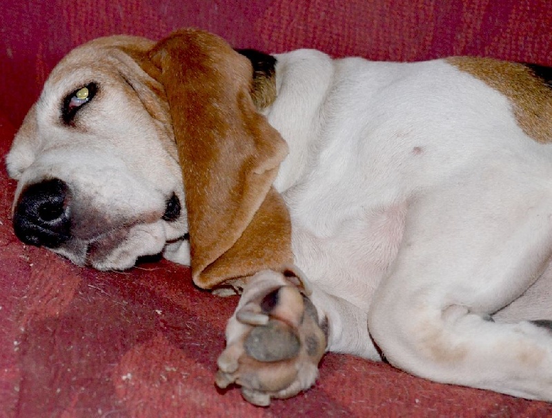 Publication : du cheval du marquet Auteur : elevage du cheval du marquet