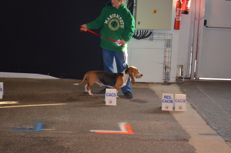 CH. Aramis du cheval du marquet - CACIB