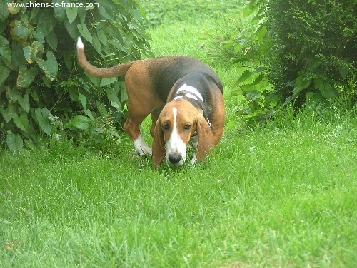 Babou (Sans Affixe) - 1 ERE EXCELLENT MEILLEUR JEUNE + CONFIRMATION