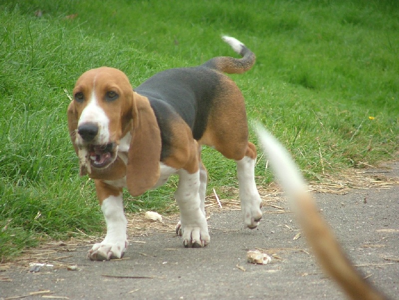 CH. Chivas du cheval du marquet - 1 ER EXCELLENT EN CLASSE JEUNE