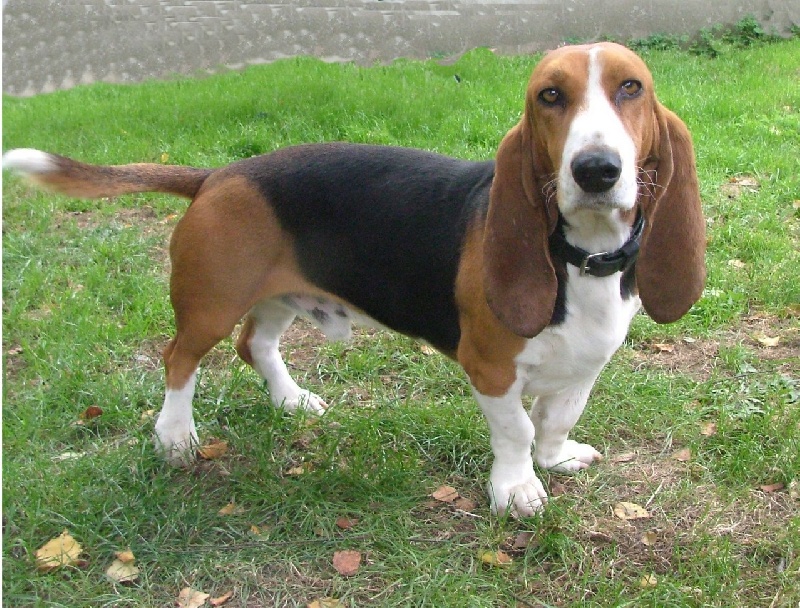 Atchoum du reve de tachou - 3 ème très bon