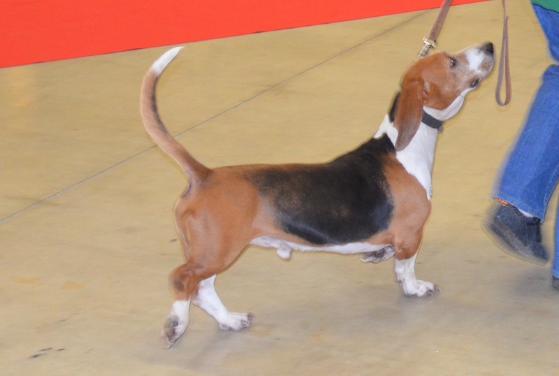 CH. Chivas du cheval du marquet - 1er excellent RCACS en classe travail