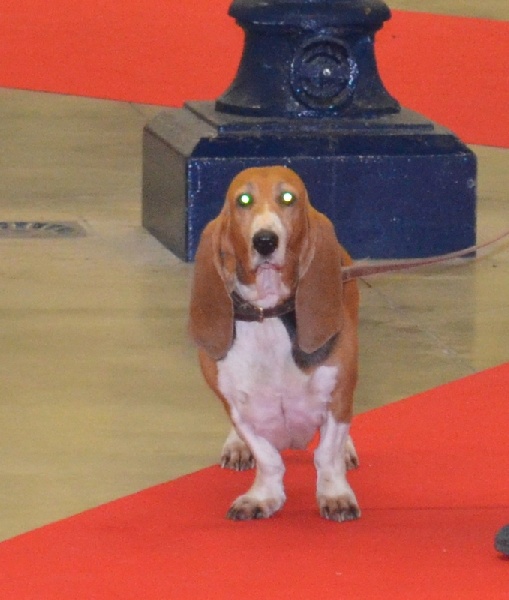 CH. Aramis du cheval du marquet - 1er excellent en classe champion RCACIB