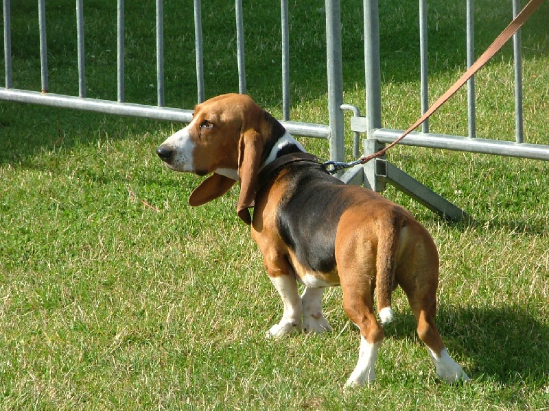 CH. Chivas du cheval du marquet - CACS