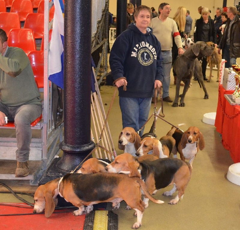 CH. Chivas du cheval du marquet - CACS /CACIB EN CLASSE TRAVAIL